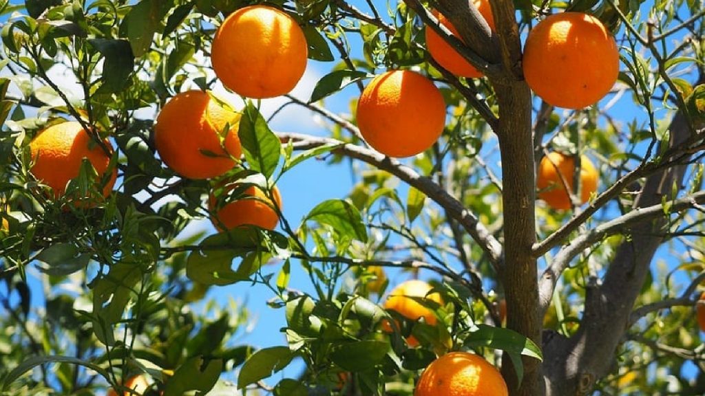 Los frutos del Espíritu Santo